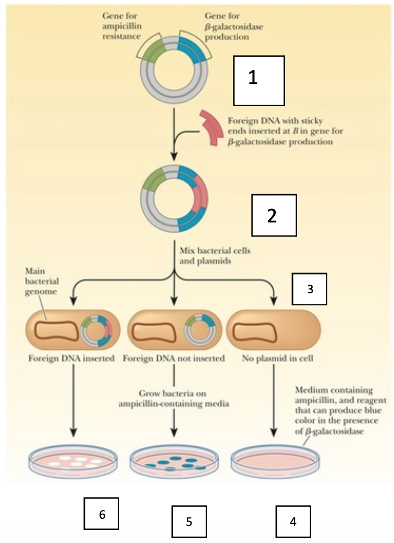gene for ampicillin resistance gene for