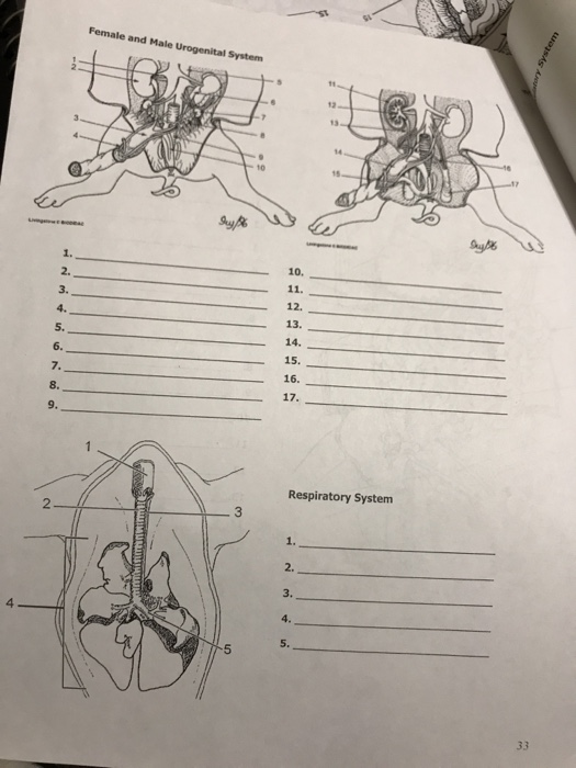 experiment 11 skeletal system of the fetal pig