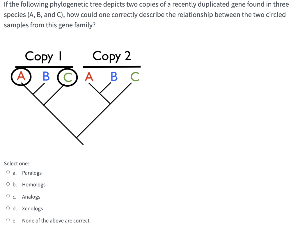 Solved If the following phylogenetic tree depicts two copies | Chegg.com