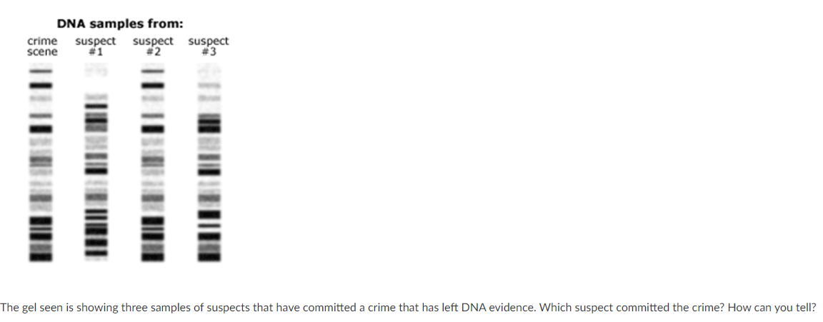 Solved DNA samples from: crime suspect suspect suspect scene | Chegg.com