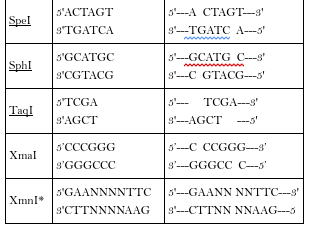 You would like to clone the following gene to | Chegg.com
