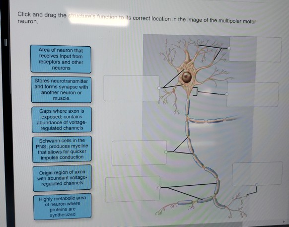 Solved Click and drag the s neuron. c re's function to its | Chegg.com