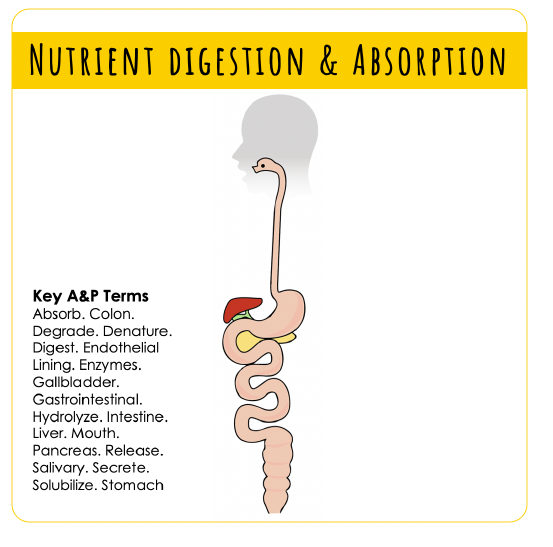 Solved 1 3 Infographic Digestion And Absorption Homework Chegg Com