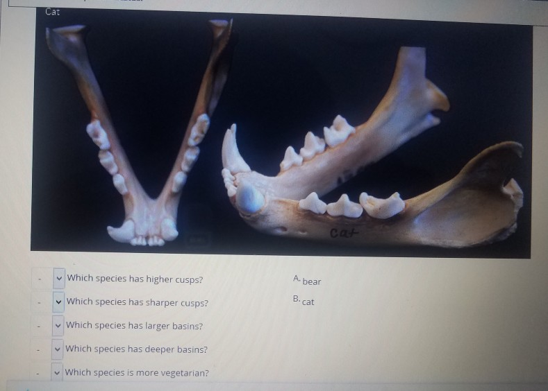 Solved The surface shape of molars and premolars is strongly