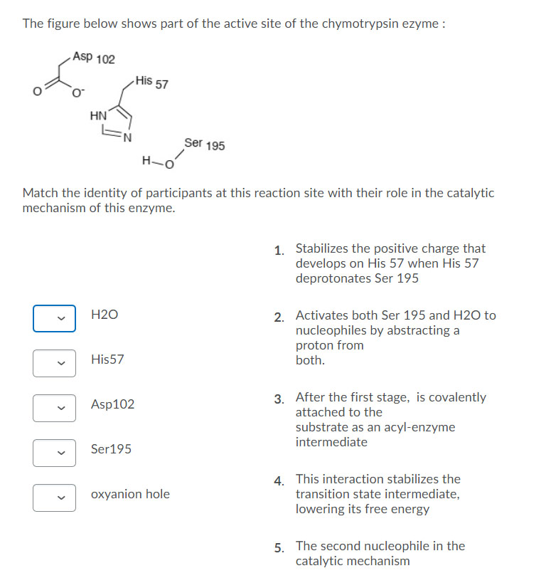 Solved The figure below shows part of the active site of the | Chegg.com
