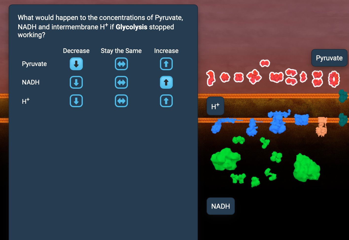 solved-what-would-happen-to-the-concentrations-of-pyruvate-chegg