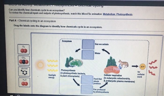 Drag The Labels Onto The Diagram To Identify How Chemicals Cycle In An ...