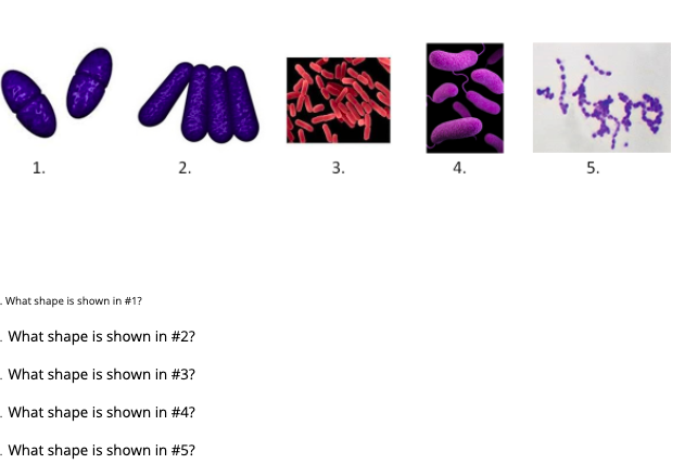 Solved 1. What is the primary stain used in this procedure? | Chegg.com