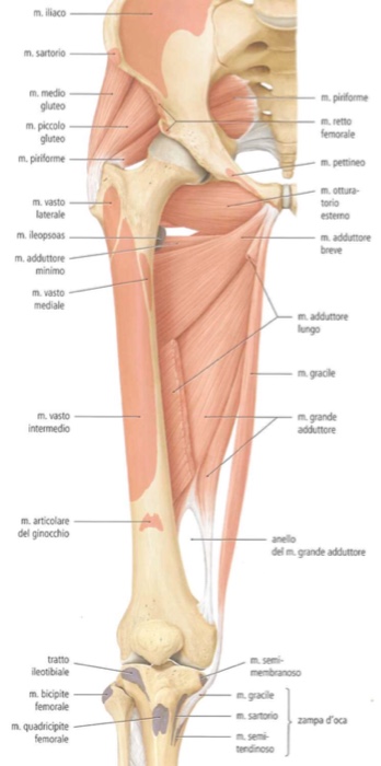 muscolo adduttore breve