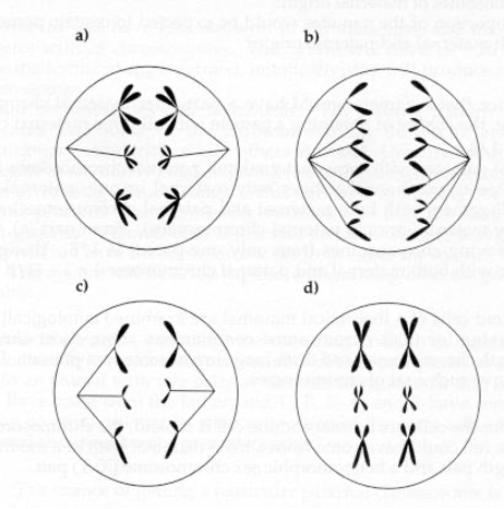 Solved 1. The cells A-D in Figure Z below were all taken | Chegg.com