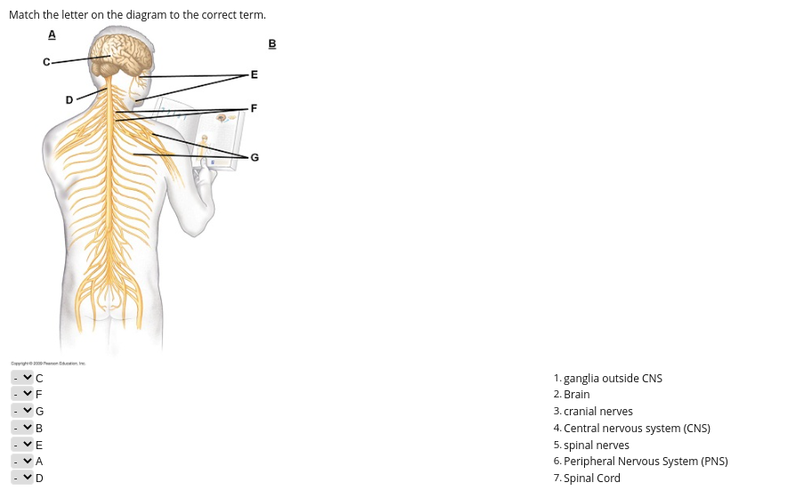 Solved Receptors respond to stimuli when the stimulus | Chegg.com