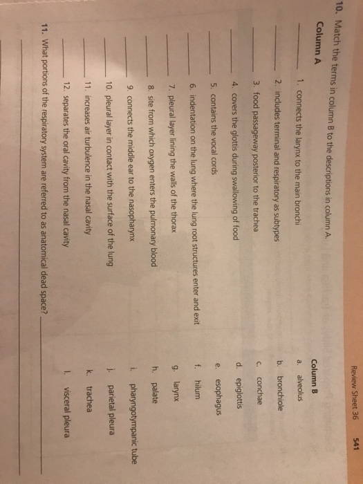 Solved Review Sheet 36 541 10. Match the terms in column B | Chegg.com