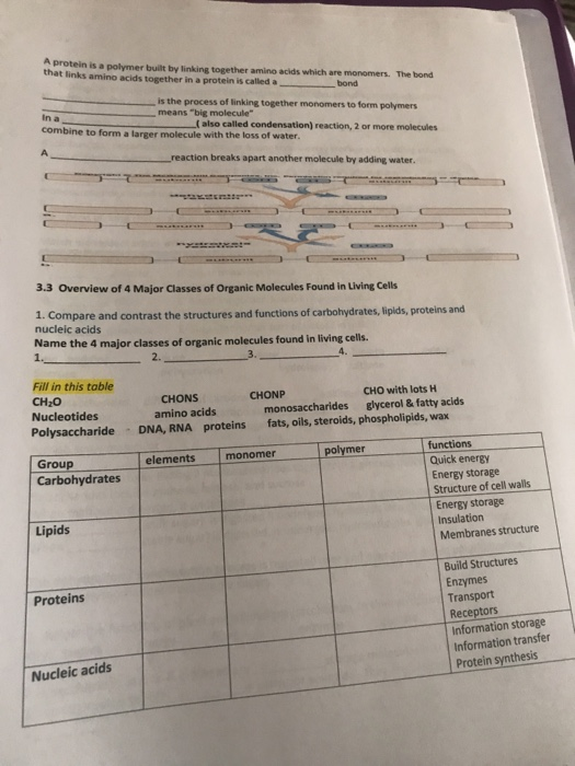 Solved A protein is a polymer built by linking together
