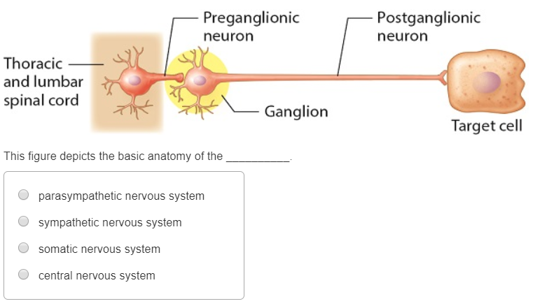 solved-preganglionic-neuron-postganglionic-neuron-thoracic-chegg