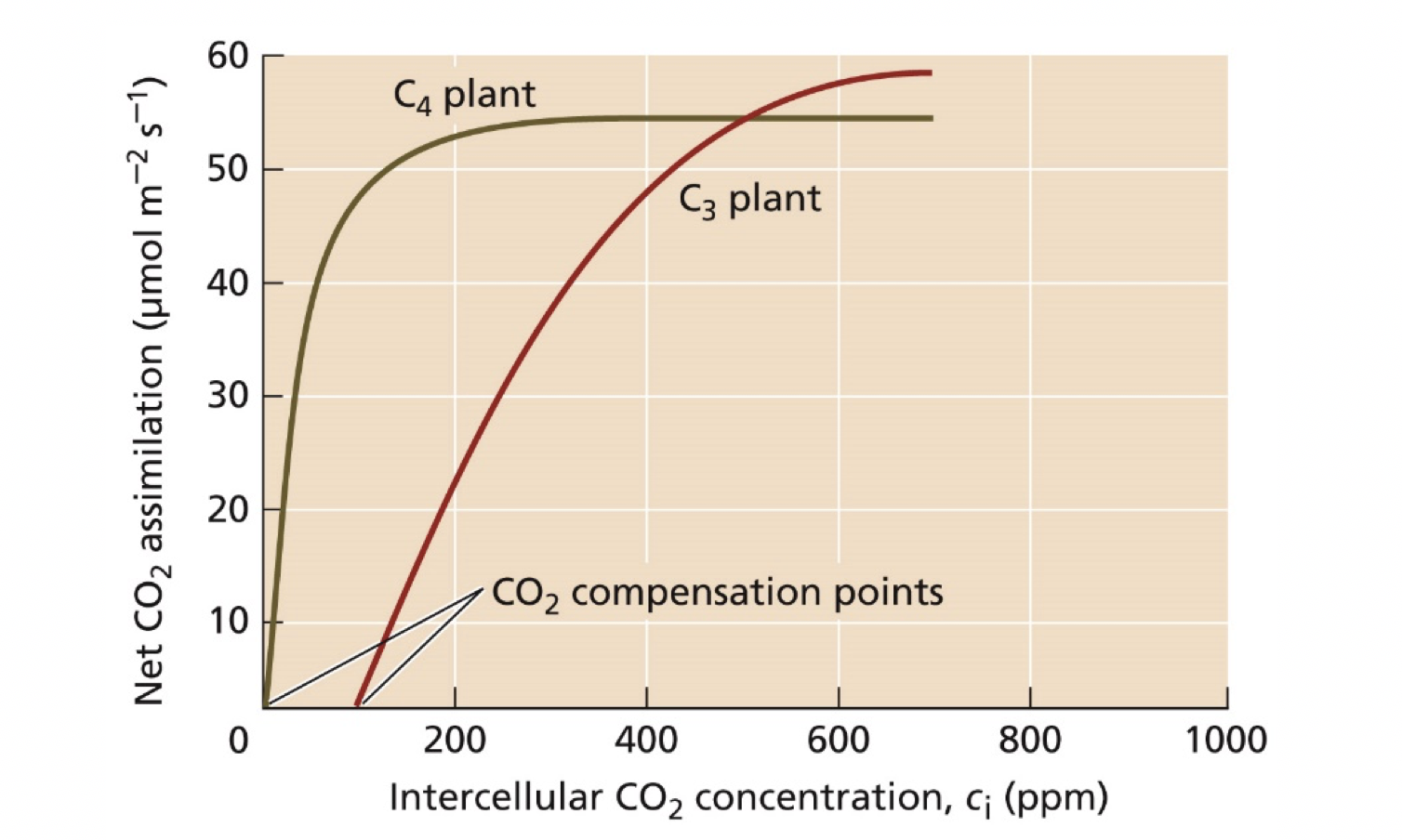 Solved The figure above shows the effect intercellular CO2 | Chegg.com
