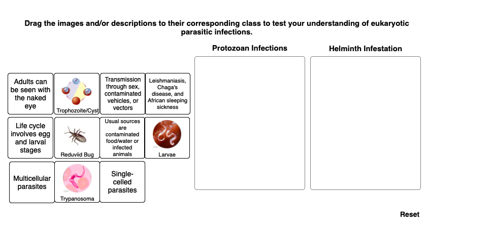 Solved Drag The Images And Or Descriptions To Their Chegg Com