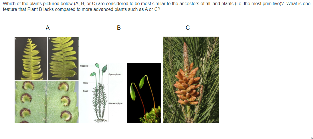 Solved Which Of The Plants Pictured Below (A, B, Or C) Are | Chegg.com