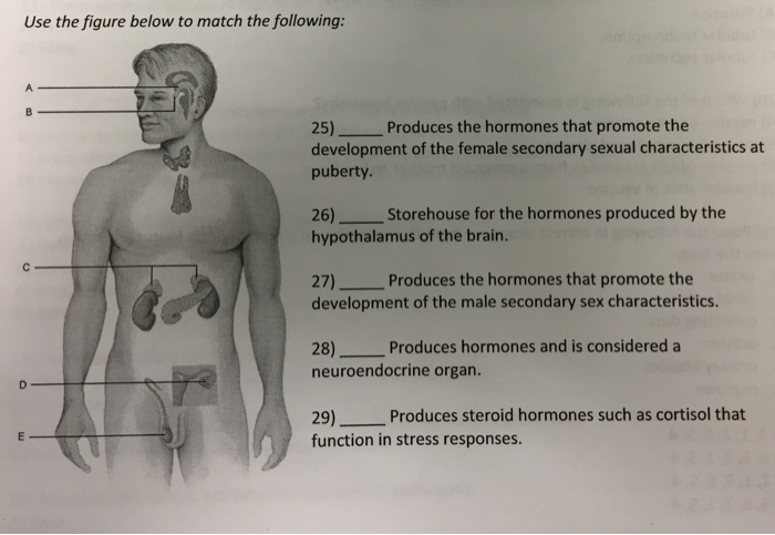 Solved Use The Figure Below To Match The Following