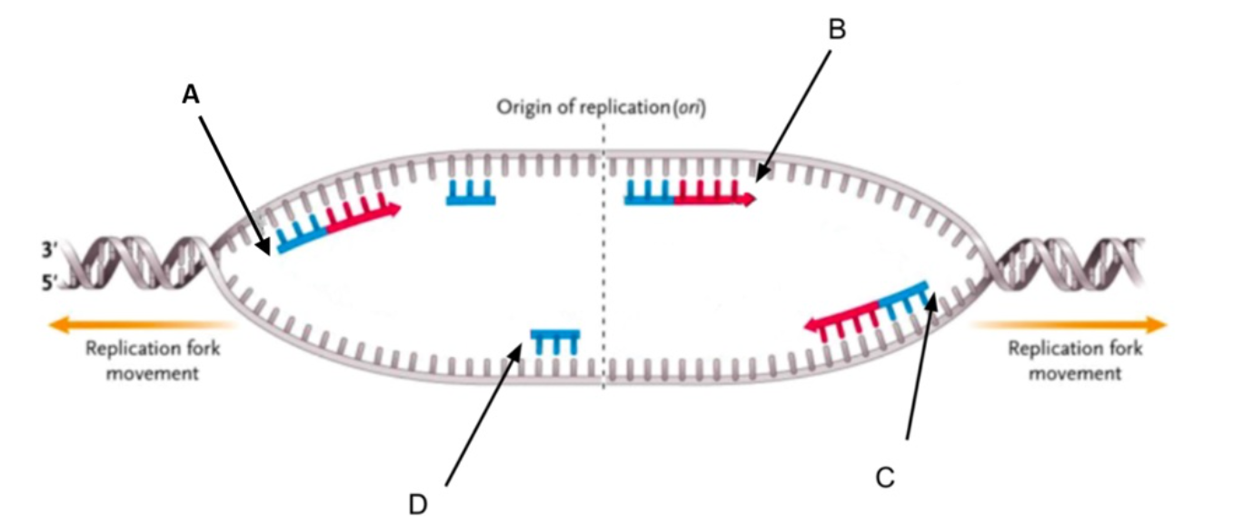 Solved Which of the following statements is correct?1.DNA | Chegg.com