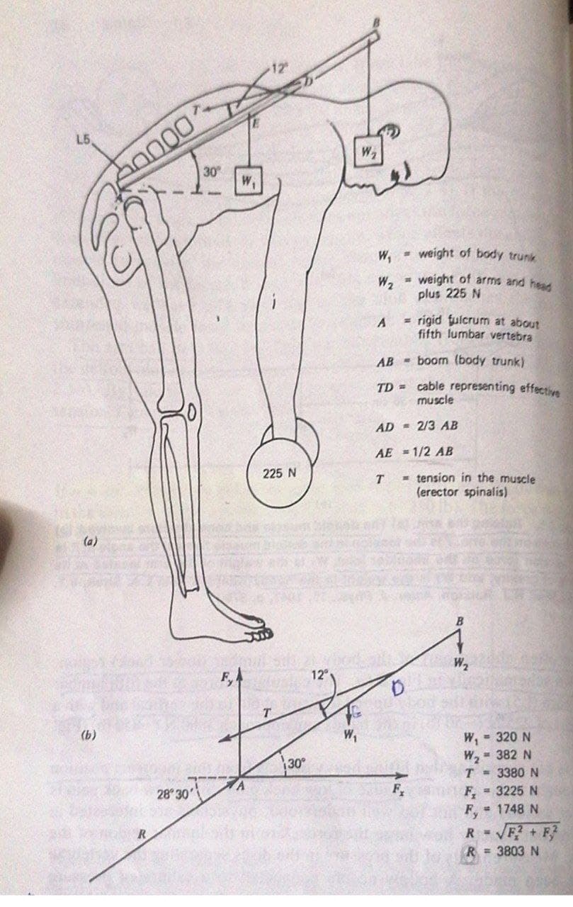 Nuvueu - Do you know where your natural waist is? What about your flanks?  The waist and flanks are typically problem areas that are notoriously  stubborn and often do not respond to