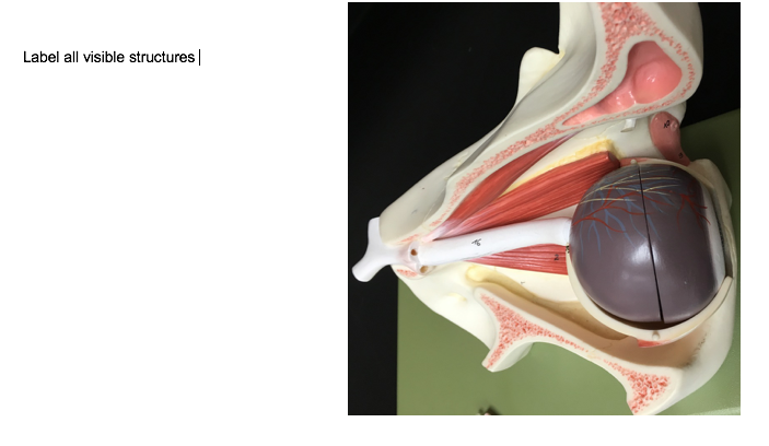 Solved Label all visible structures | | Chegg.com