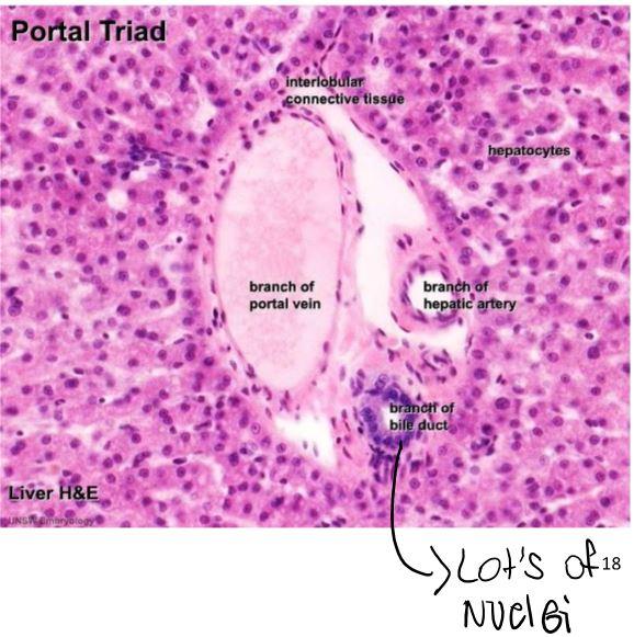 Liver Histology Portal Triad