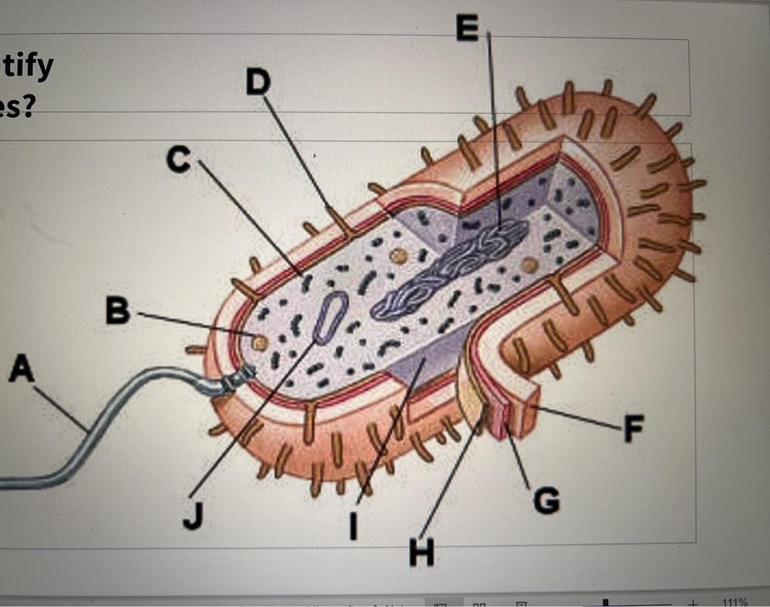 prokaryotic cell diagram unlabeled