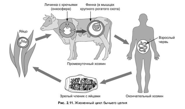 Симптомы паразита бычий цепень. Диагностика заражения у человека