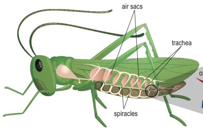 trachea in insects