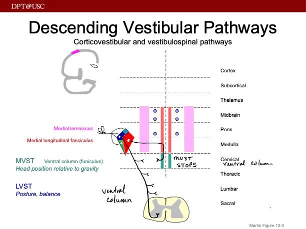 medial longitudinal fasciculus pathway