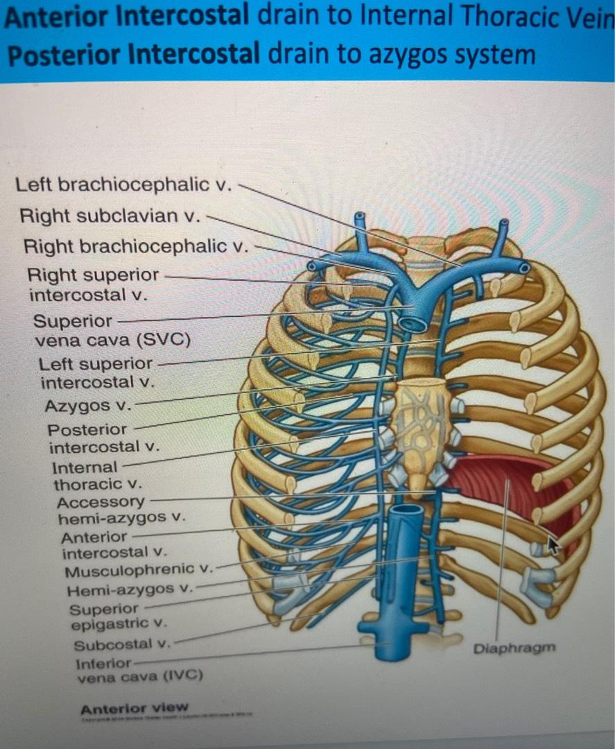 superior intercostal vein