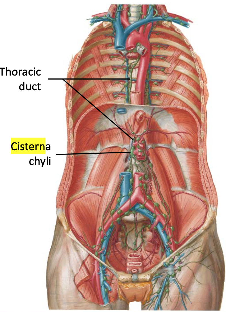 thoracic duct netter