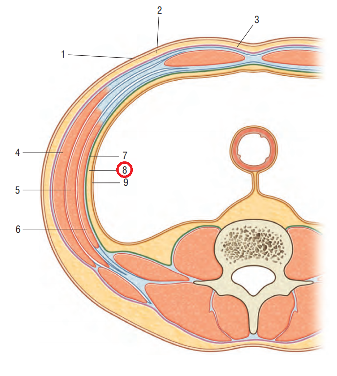 extraperitoneal fascia