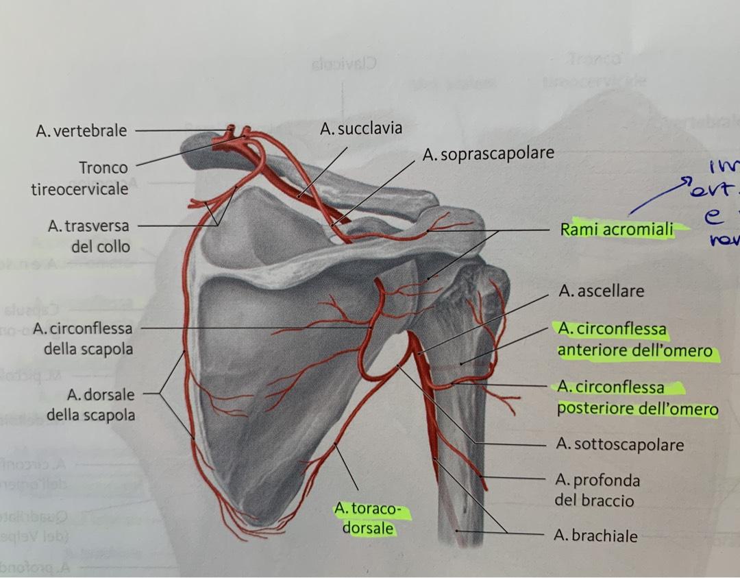 diagramma della scapola