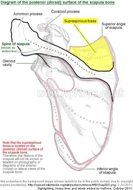 Sternal angle - Wikipedia