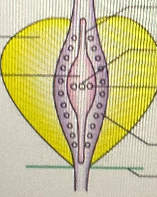 Prostatic Sinus