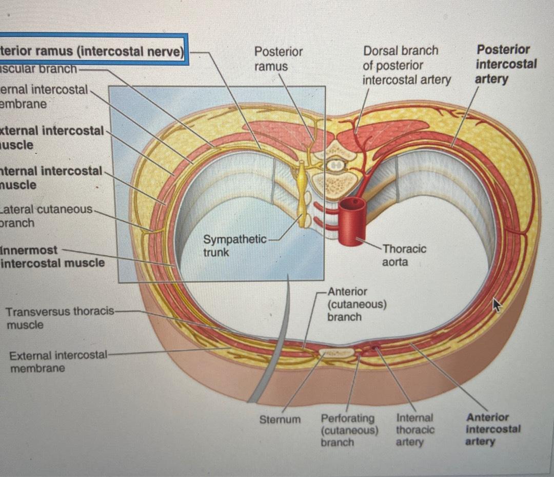 03 Thoracic Wall Pleural Cavities Flashcards Chegg Com