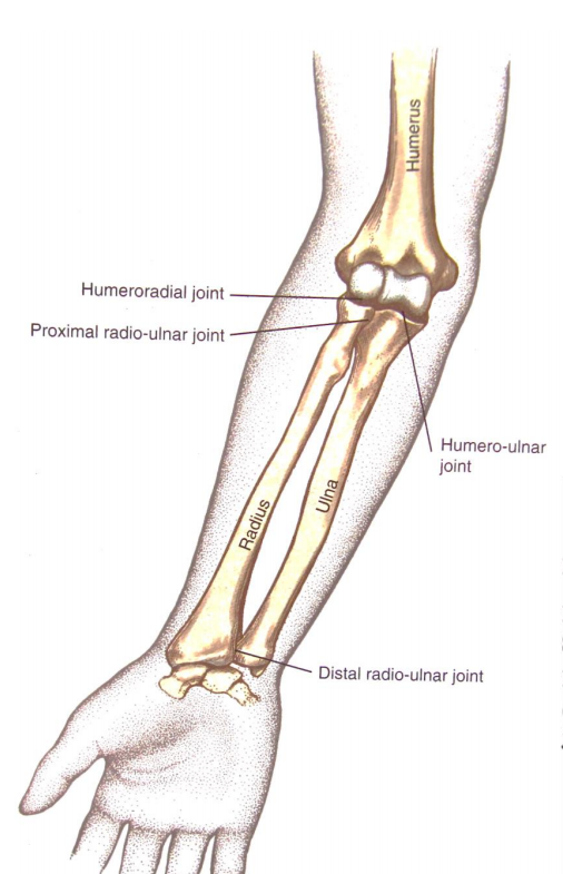 distal ulna anatomy