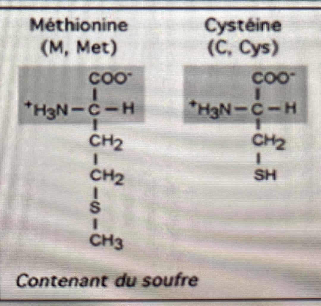 Le Très Lyrique Tristan Fait Vachement Méditer Iseult Acides Aminés Flashcards | Chegg.com