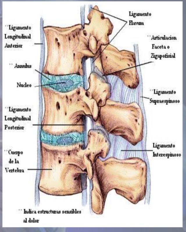 Ligamento Longitudinal Anterior Atelier Yuwa Ciao Jp