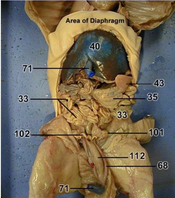 fetal pig rectum