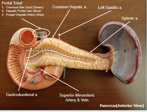 Pancreas Model Ampulla Of Vater