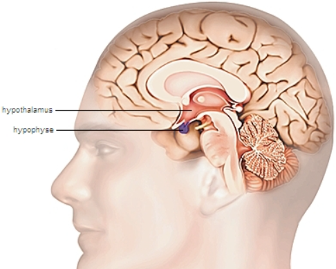 Endocrinologie L Hypothalamus Flashcards Chegg Com