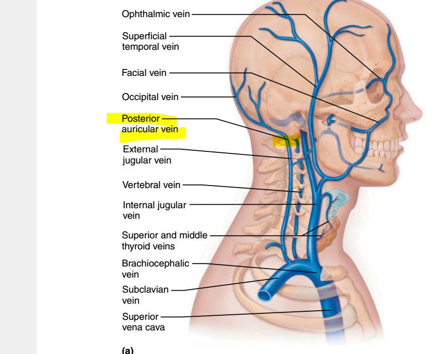 Posterior Auricular Vein