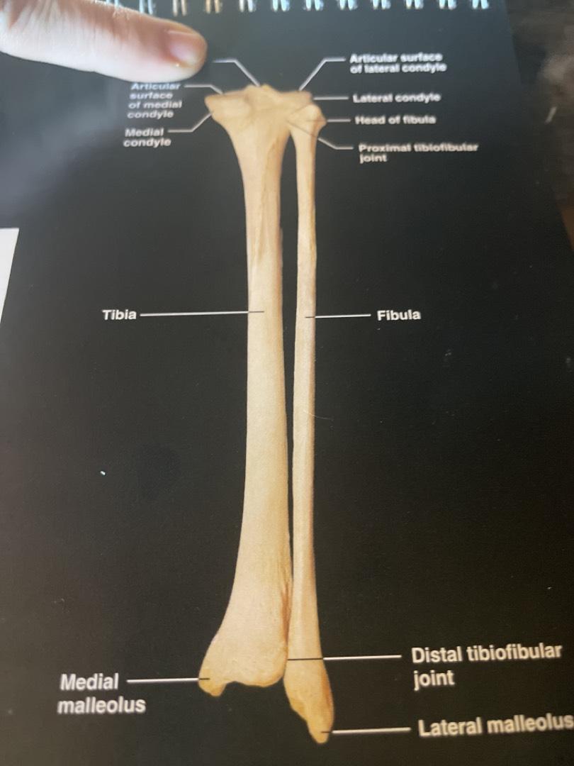 cat tibia and fibula