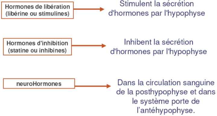 Endocrinologie - L'hypothalamus Flashcards | Chegg.com