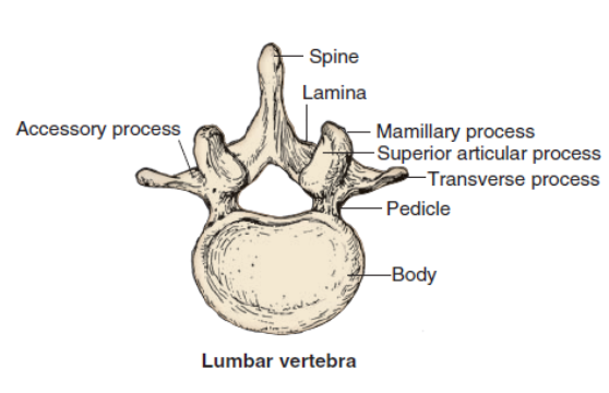 lumbar vertebrae accessory process