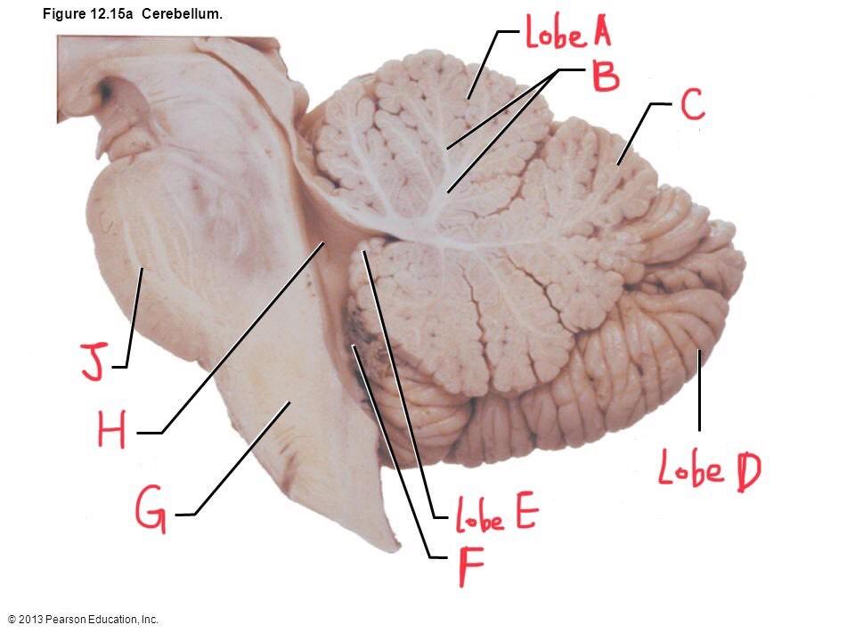 cerebellum arbor vitae histology