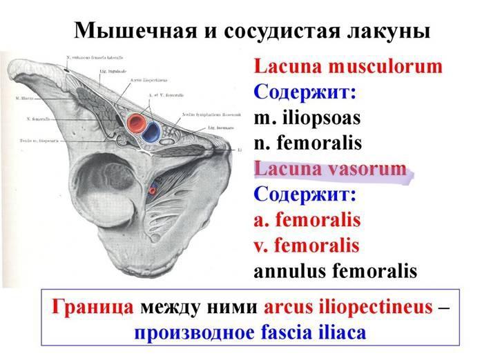 Vagina Tendinum Musculorum