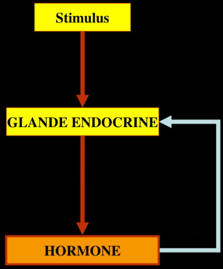 Endocrinologie Introduction 1 Hormones Flashcards Chegg Com